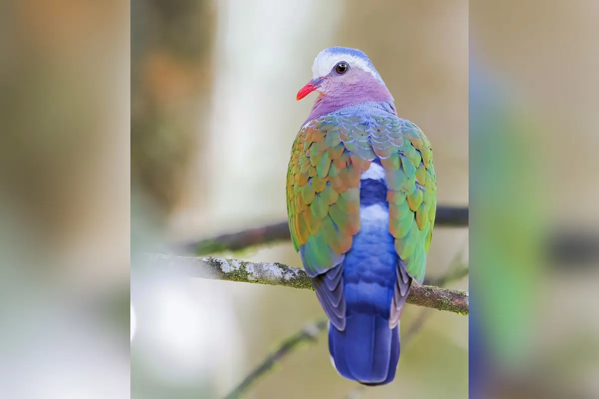 Фотограф снимает редких певчих птиц повсюду, даже на кладбищах и в джунглях Шри-Ланки и Индии