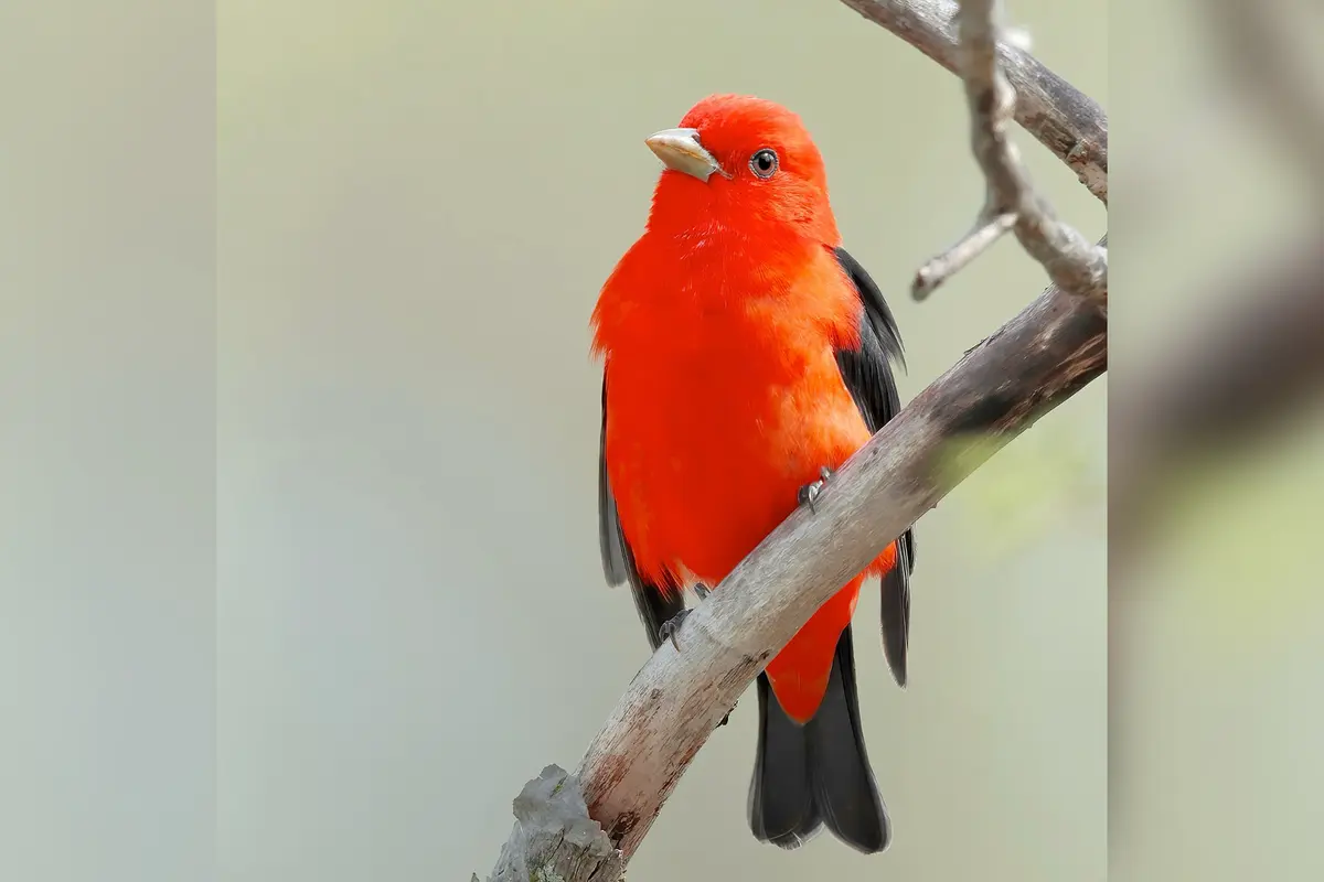Фотограф снимает редких певчих птиц повсюду, даже на кладбищах и в джунглях Шри-Ланки и Индии