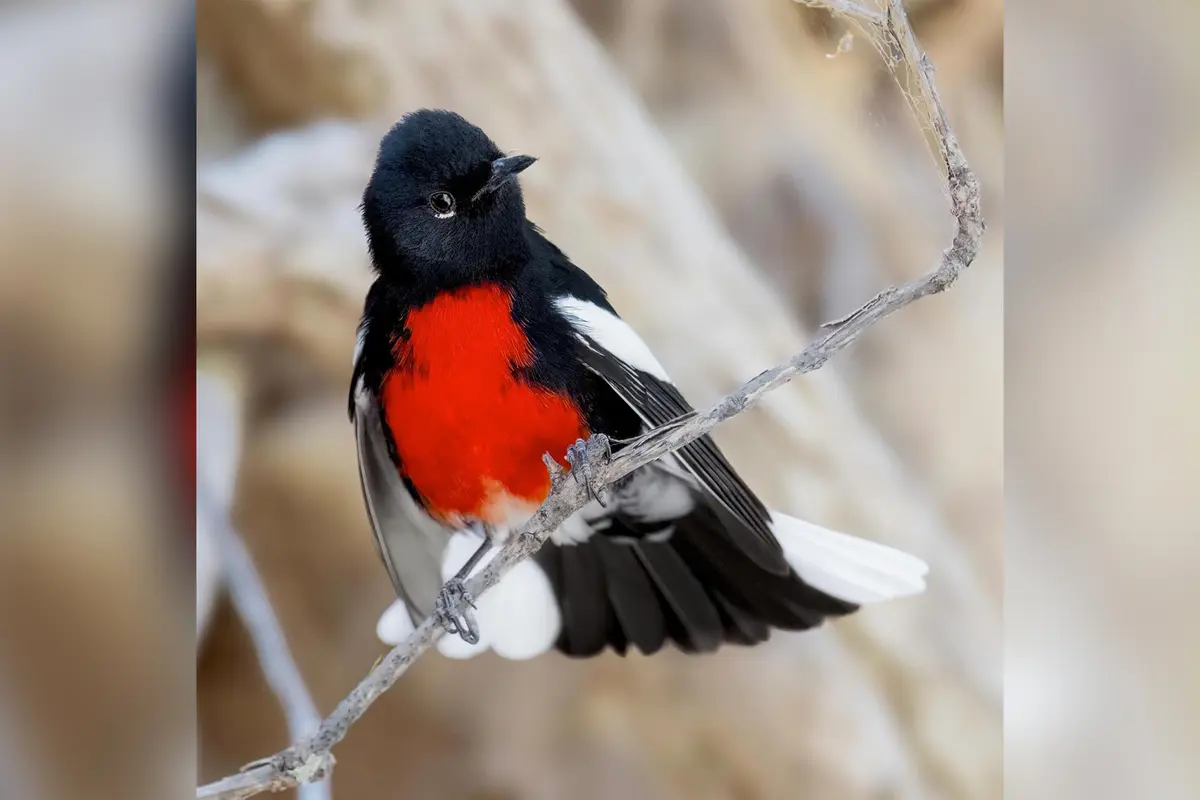 Фотограф снимает редких певчих птиц повсюду, даже на кладбищах и в джунглях Шри-Ланки и Индии