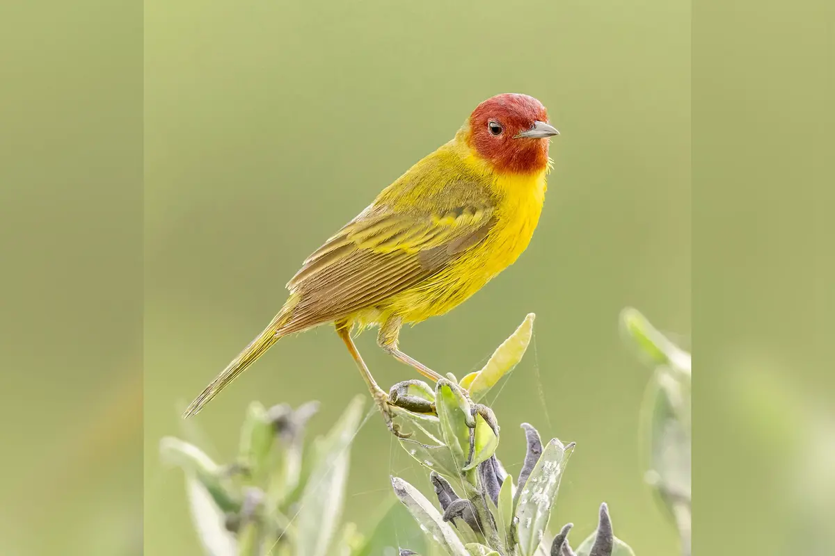 Фотограф снимает редких певчих птиц повсюду, даже на кладбищах и в джунглях Шри-Ланки и Индии