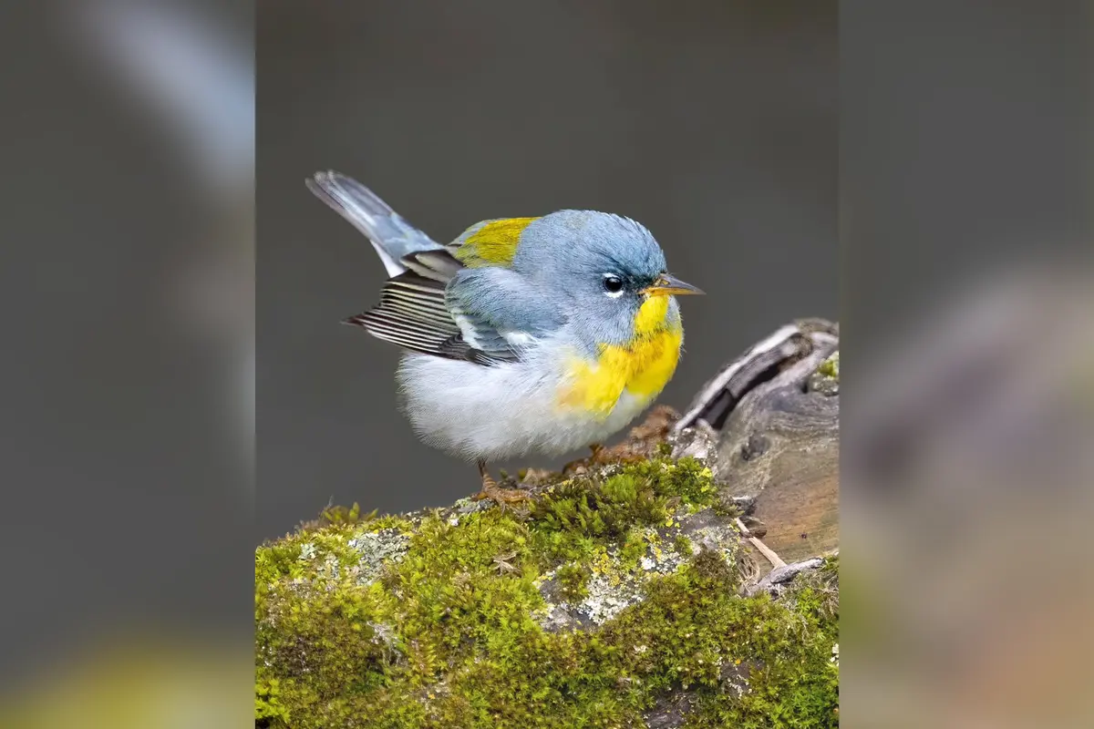 Фотограф снимает редких певчих птиц повсюду, даже на кладбищах и в джунглях Шри-Ланки и Индии