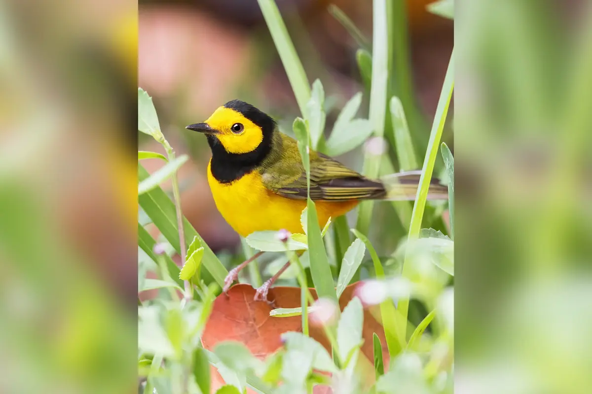 Фотограф снимает редких певчих птиц повсюду, даже на кладбищах и в джунглях Шри-Ланки и Индии