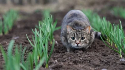 Сделайте сад безопасным для домашних питомцев