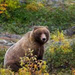 На Сахалине медведь съел весь шашлык у отдыхающих
