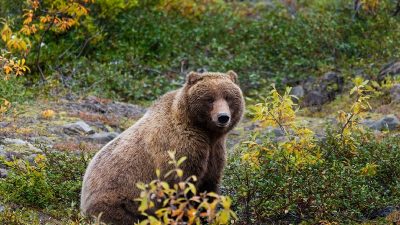 На Сахалине медведь съел весь шашлык у отдыхающих