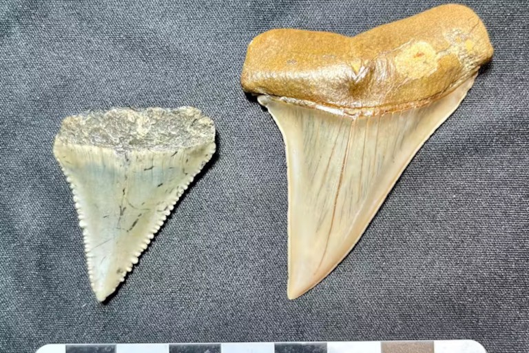 «Челюстям» 50 лет: как этот фильм навсегда изменил наше восприятие белых акул