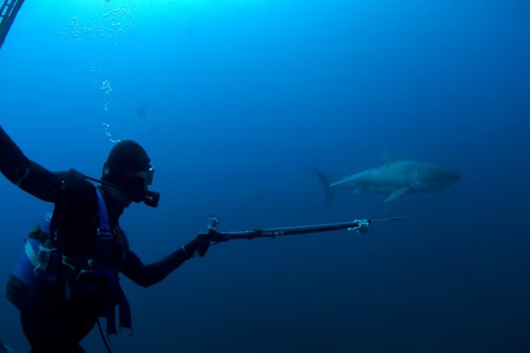 «Челюстям» 50 лет: как этот фильм навсегда изменил наше восприятие белых акул