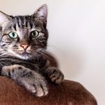 Может ли ваша кошка узнать вас по запаху? Новое исследование показывает, что это вполне вероятно
