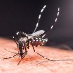 Вспышка чикунгуньи привела к введению в Китае мер контроля, как против COVID