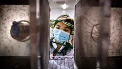 В Китае вводят обязательное тестирование крови и выпускают миллионы лабораторных комаров