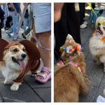 600 корги в костюмах: собачий парад на ВДНХ потряс Москву (видео)