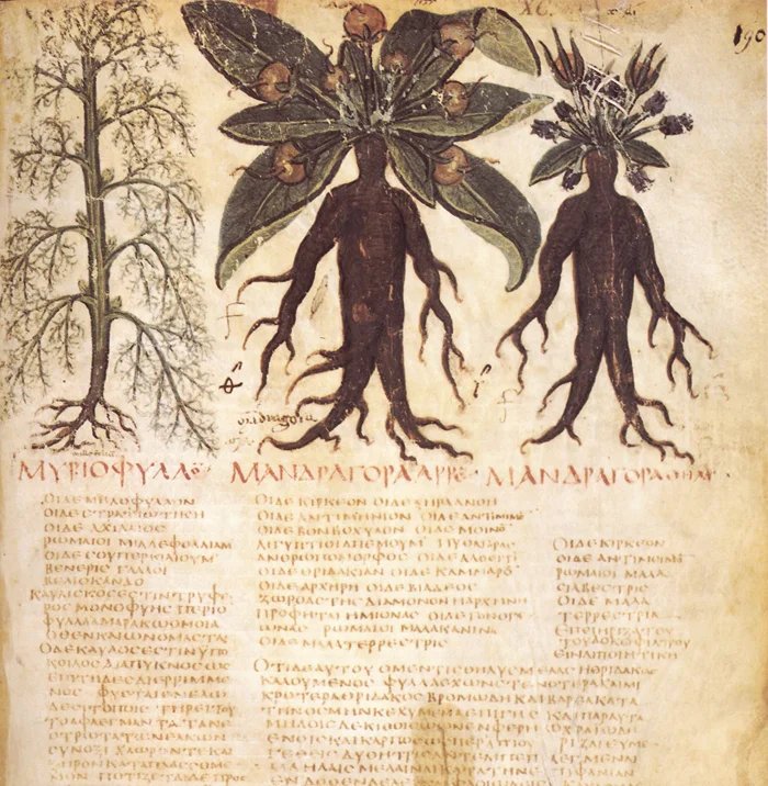 Доктрина сигнатуры: когда природа имеет свой фирменный стиль