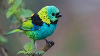 Птицы используют скрытые чёрные и белые перья, чтобы сделать себя более красочными