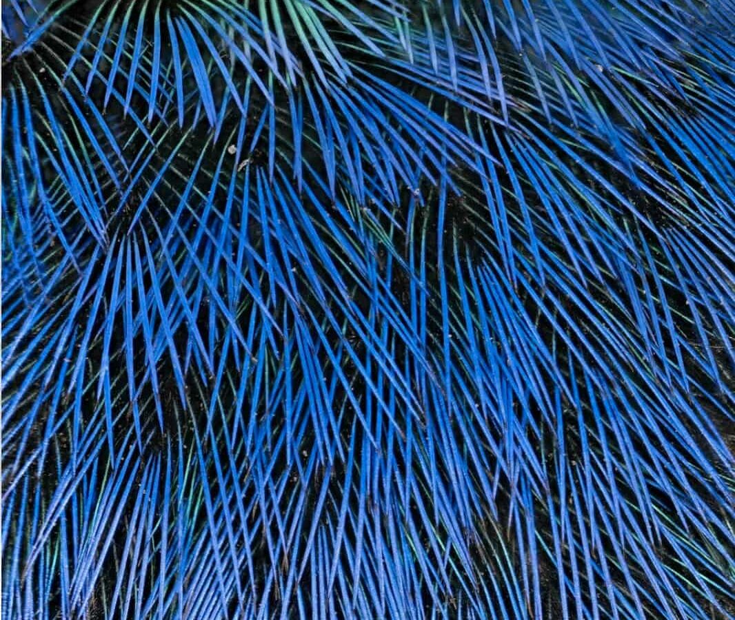 Синие перья синешапочной танагры (Tangara cyanocephala) выделяются на чёрном фоне. (Rosalyn Price-Waldman)