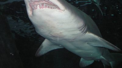 У берегов Сахалина снова появились акулы-людоеды, нападающие на людей