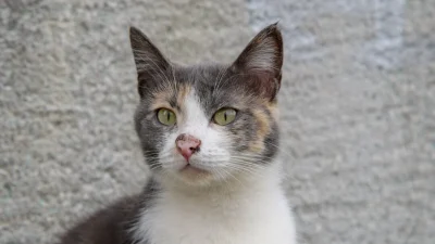 Стимулятор аппетита для кошек и как выбрать щенка