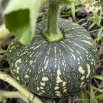 Десять лучших продуктов для долголетия