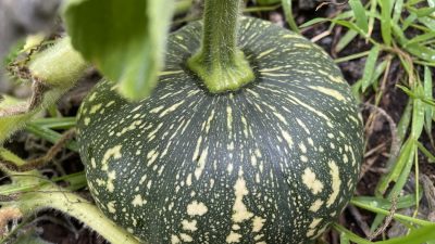 Десять лучших продуктов для долголетия