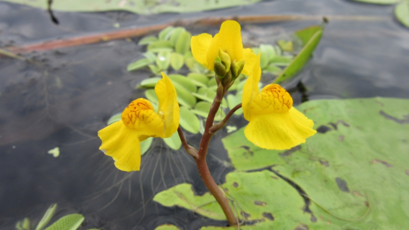 (Пресс-служба Астраханского биосферного заповедника) | Epoch Times Россия