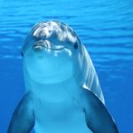 Дельфин пытался утопить двух пловчих