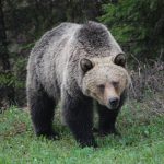 Абаза в медвежьем кольце: хищники окружили город на юге Хакасии