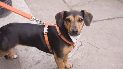 Единый запрет для РФ: куда могут перестать пускать с собаками