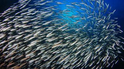 Странный звук из морских глубин чуть не привёл к войне между Швецией и СССР