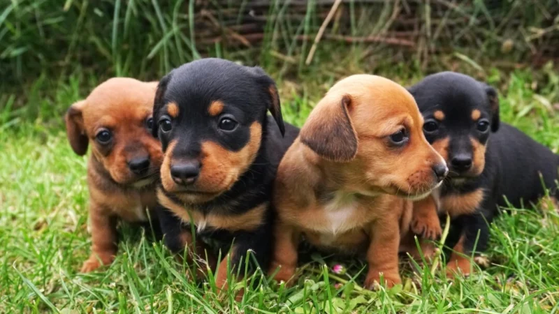 Гистиоцитомы чаще всего встречаются у щенков таксы. (Kryuchka Yaroslav/Shutterstock)
 | Epoch Times Россия