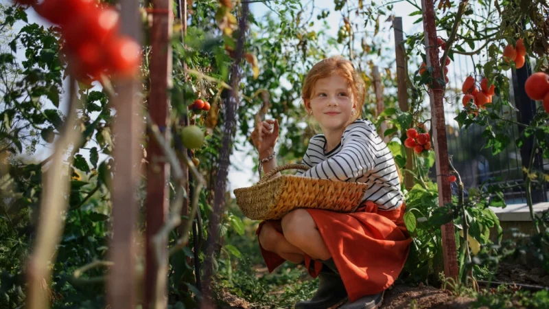 Быстрорастущие культуры, такие как помидоры черри, дают детям возможность получать увлекательный и постоянный урожай. (Halfpoint Images/Getty Images) | Epoch Times Россия