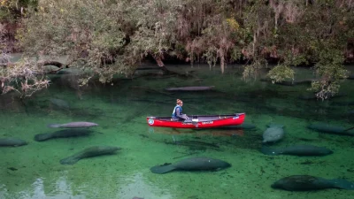 Грациозные ламантины привлекают туристов во Флориду