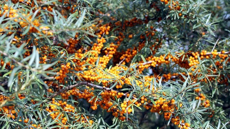  Облепиха. (pxhere.com/ССО) | Epoch Times Россия