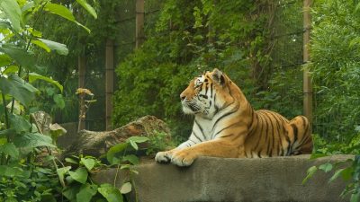 В Приморье запустили первую очередь Центра реабилитации диких животных