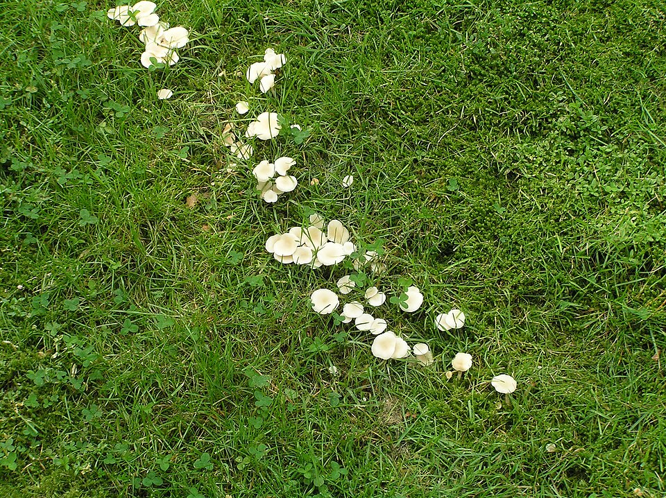 Часть круга из грибов Jac. Janssen/wikimedia.org/CC BY 2.0