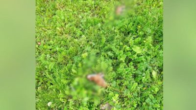 В Красноярске завели уголовное дело о жестоком убийстве семи щенков