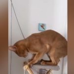 Британка доверила кота на месяц маме и не узнала его (видео)
