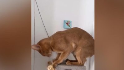 Британка доверила кота на месяц маме и не узнала его (видео)