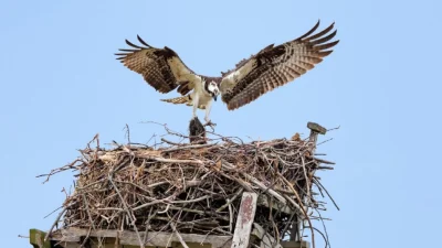 Дикая природа приходит в города