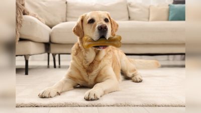 Не давайте собаке грызть рога и другие твёрдые предметы