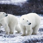 Опасное соседство: полярники делят метеостанцию с белыми медведями (видео)