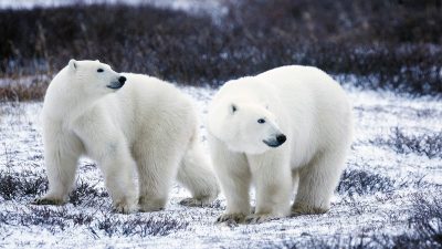 Опасное соседство: полярники делят метеостанцию с белыми медведями (видео)