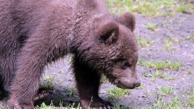 На Камчатке построят центр реабилитации медвежат-сирот