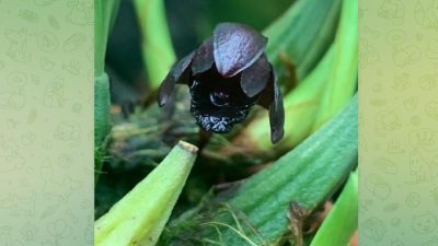 «Орхидея-паук» иллюзорно-чёрного цвета покоряет посетителей Ботанического сада