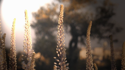 Морской лук (хацав)