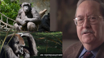 Разоблачение теории эволюции: профессор Майкл Бихи говорит о разумном замысле