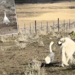 Гусь и собака обеспечивают безопасность ранчо, ежедневно патрулируя территорию