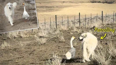 Гусь и собака обеспечивают безопасность ранчо, ежедневно патрулируя территорию