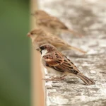 Убийство воробьёв в Китае при Мао