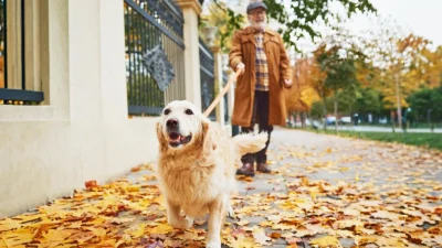 Как обезопасить себя во время выгула собаки