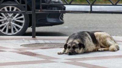 Как предотвратить случайное отравление питомцев жидкостью для стеклоомывателя