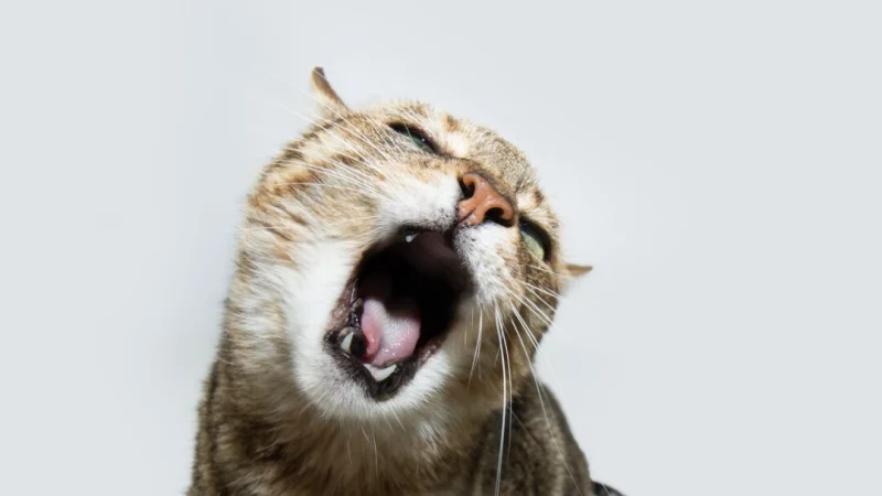 Если ваша кошка воет в помещении, запишитесь на приём к ветеринару. (smrm1977/Shutterstock) | Epoch Times Россия